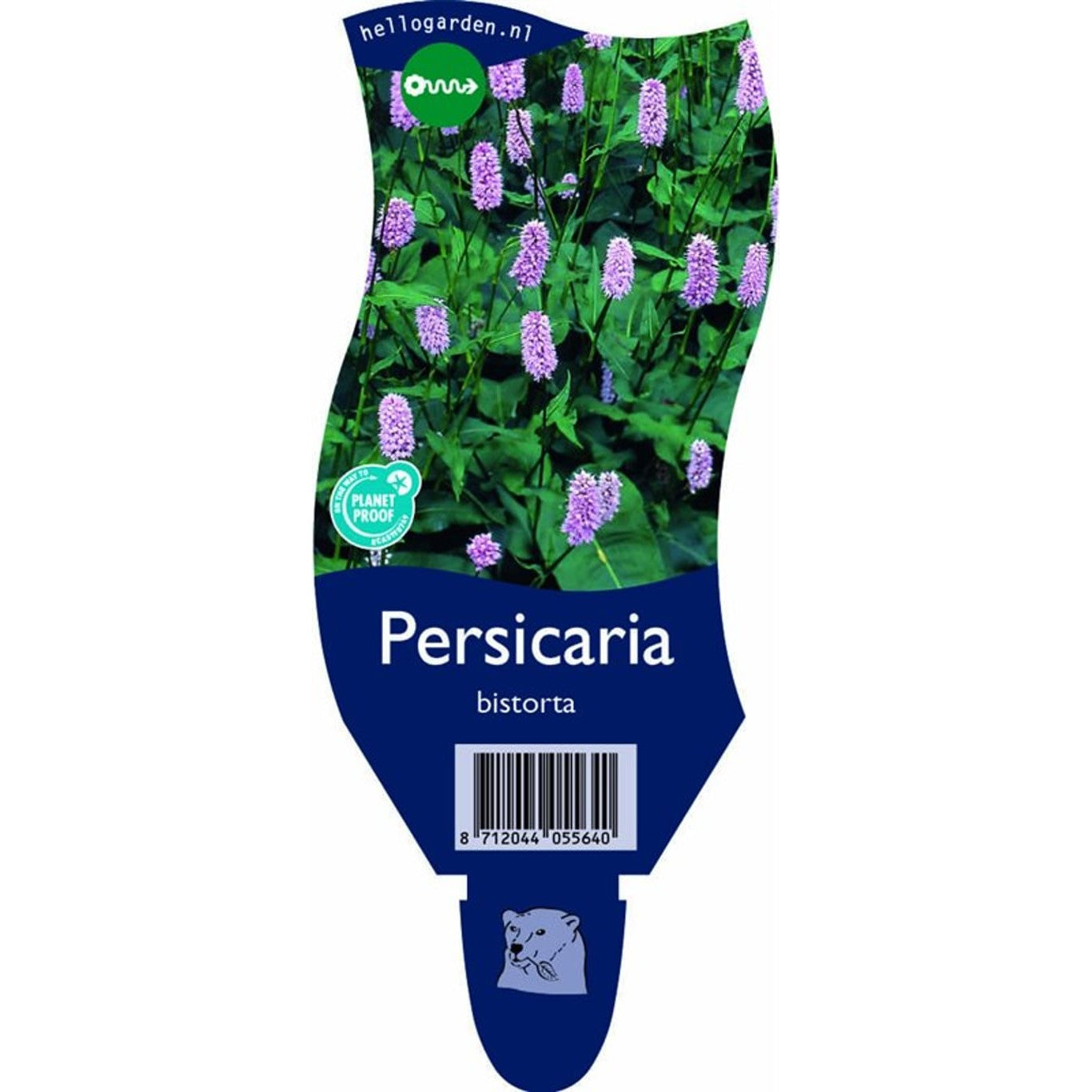 Ormrot – Persicaria bistorta - P11